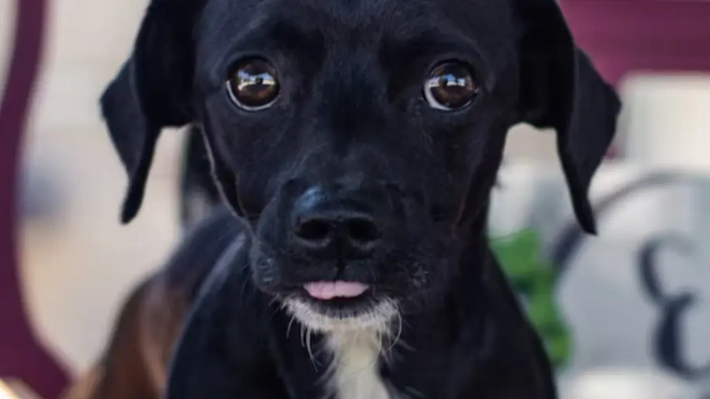 Gobierno de Altamira invita a festejar el día internacional del perro callejero con vacunas gratis y adopciones