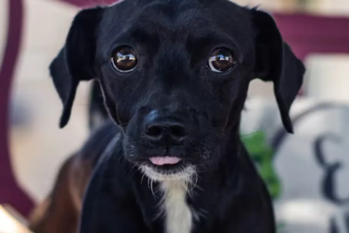 Descubre cómo celebrar el día del perro callejero en Altamira y participa en la feria de adopciones