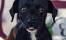 Gobierno de Altamira invita a festejar el día internacional del perro callejero con vacunas gratis y adopciones