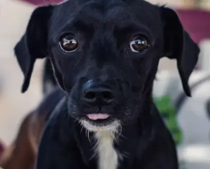 Gobierno de Altamira invita a festejar el día internacional del perro callejero con vacunas gratis y adopciones
