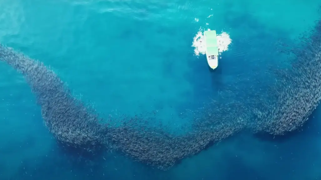 "El Pulpo": el documental que cuenta la historia de un pescador que salvó Cabo Pulmo, BCS