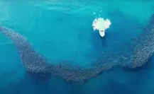 “El Pulpo”: el documental que cuenta la historia de un pescador que salvó Cabo Pulmo, BCS