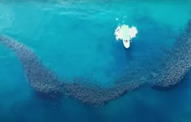 "El Pulpo": el documental que cuenta la historia de un pescador que salvó Cabo Pulmo, BCS