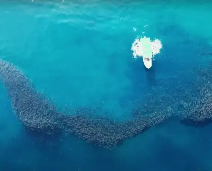 "El Pulpo": el documental que cuenta la historia de un pescador que salvó Cabo Pulmo, BCS