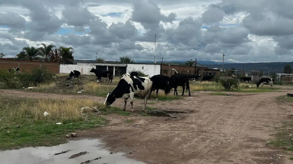 Estados Unidos no acepta ganado de Durango pero si envía pollo de zonas prohibidas
