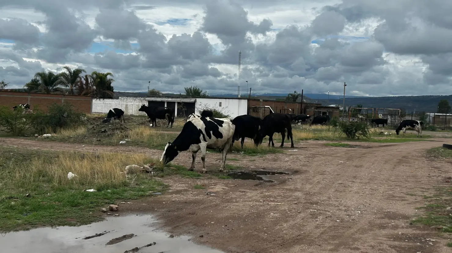 Foto: Alejandro Ávila | En recientes semanas Estados Unidos cerró la frontera a ganado mexicano afectando a Durango y su ganadería.