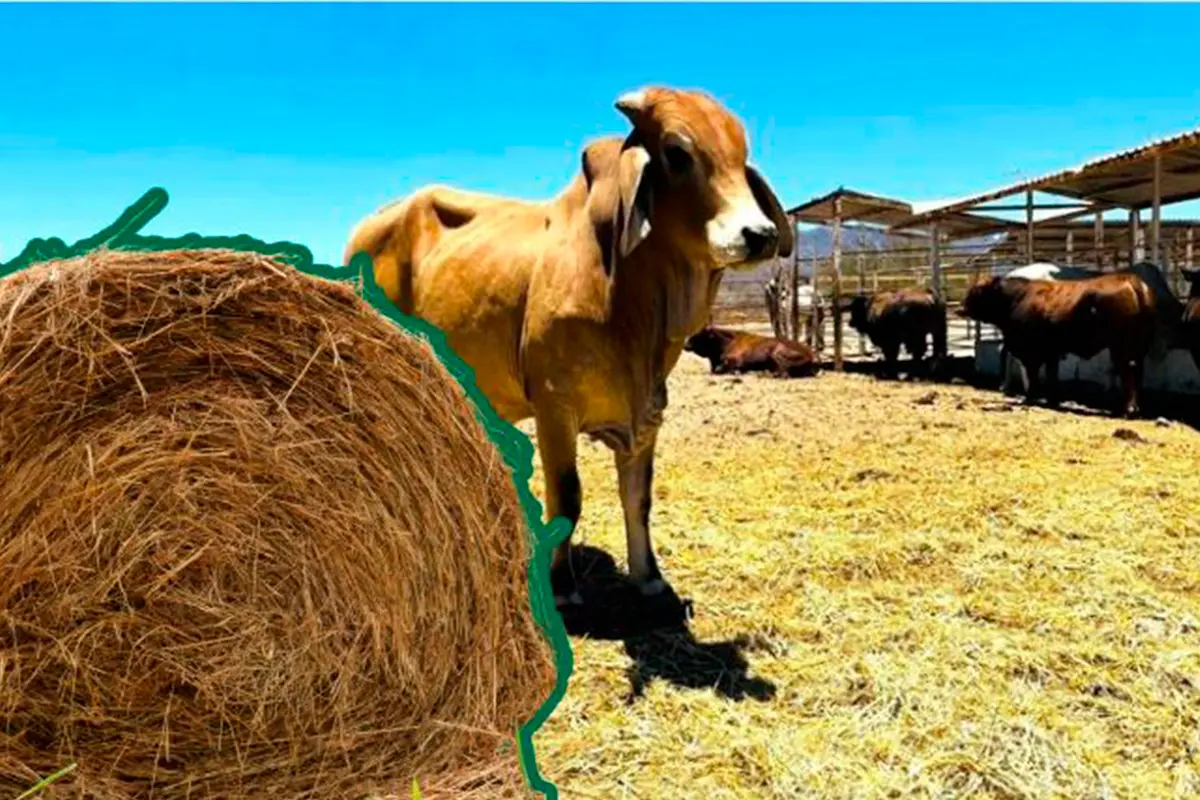 El Gobierno del Estado, a través de la SEPADA, entrega apoyos económicos y forraje para el ganado en el campo sudcaliforniano. Fotos: SEPADA | Canva.