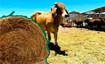 SEPADA invierte casi 100 millones de pesos para apoyar por sequía a la ganadería en BCS