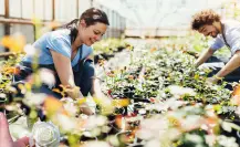 Guía práctica para hacer abono casero para rosales y lograr una floración abundante