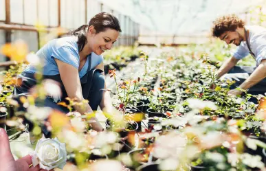 Guía práctica para hacer abono casero para rosales y lograr una floración abundante