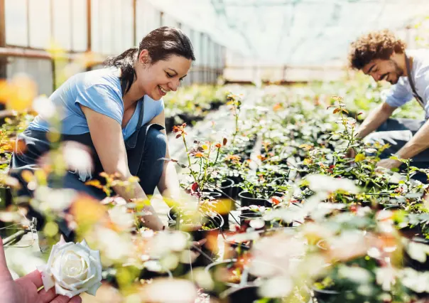 Guía práctica para hacer abono casero para rosales y lograr una floración abundante