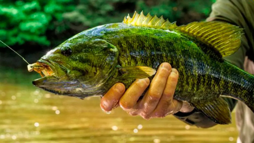 Esta es la fauna marina que habita en la sexta presa más grande de México