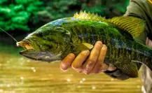 Esta es la fauna marina que habita en la sexta presa más grande de México
