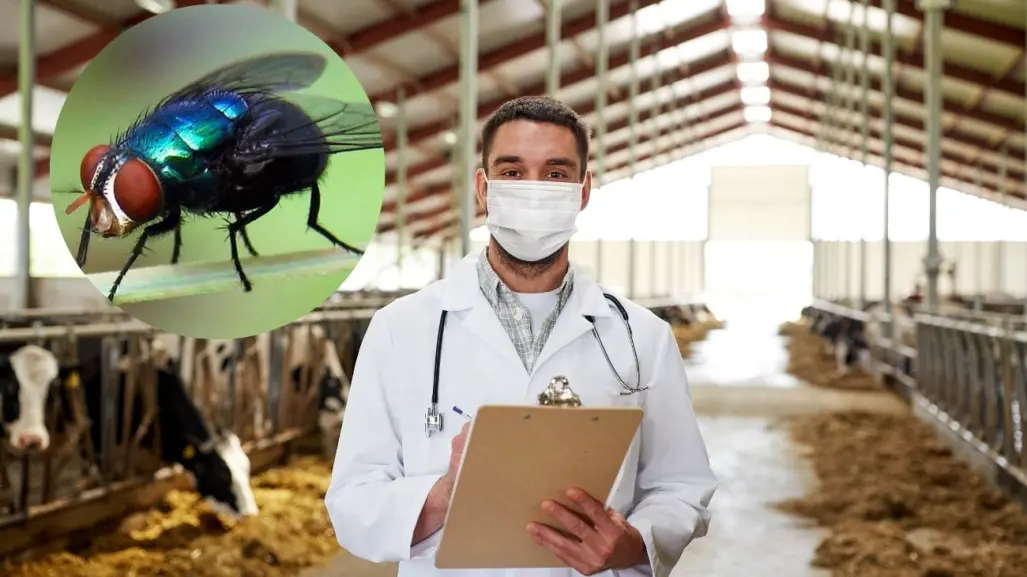 ¿Cómo identificar a la mosca del gusano barrenador que amenaza Yucatán?