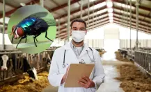 ¿Cómo identificar a la mosca del gusano barrenador que amenaza Yucatán?