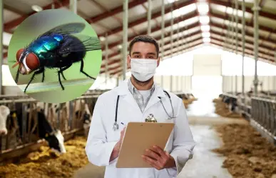 ¿Cómo identificar a la mosca del gusano barrenador que amenaza Yucatán?