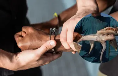 Capturan a 3 hombres por pesca ilegal de pulpo en la costa de Yucatán
