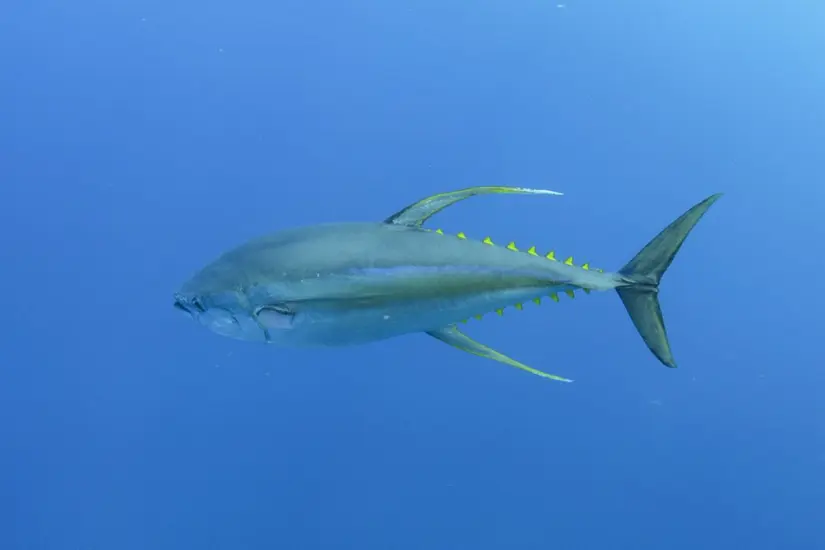 Foto: iNaturalist