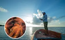 Esta es la joya del mar que se captura en BCS y mueve la economía pesquera