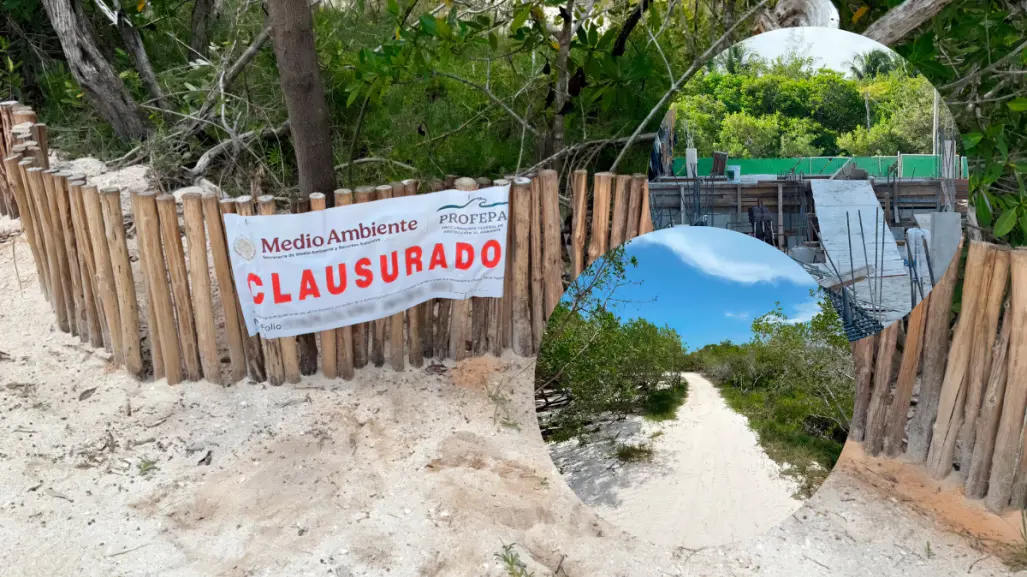 Profepa detecta daño a manglares en Holbox; clausura obras sin permisos