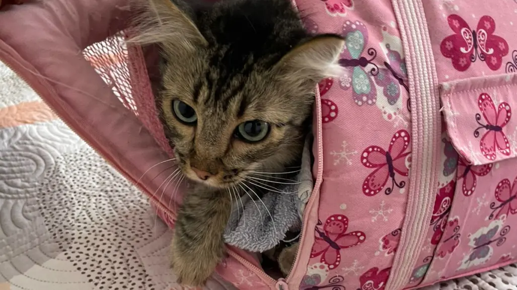 ¡Héroes con uniforme! Policías rescatan a gatito atrapado en Iztapalapa