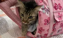 ¡Héroes con uniforme! Policías rescatan a gatito atrapado en Iztapalapa