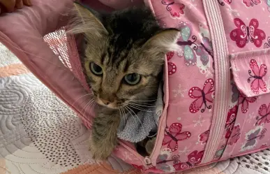 ¡Héroes con uniforme! Policías rescatan a gatito atrapado en Iztapalapa