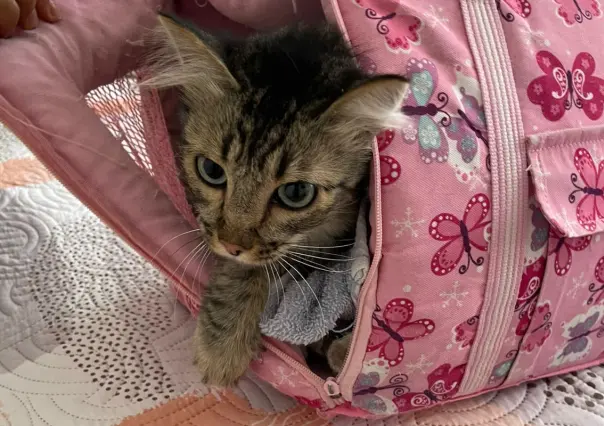 ¡Héroes con uniforme! Policías rescatan a gatito atrapado en Iztapalapa