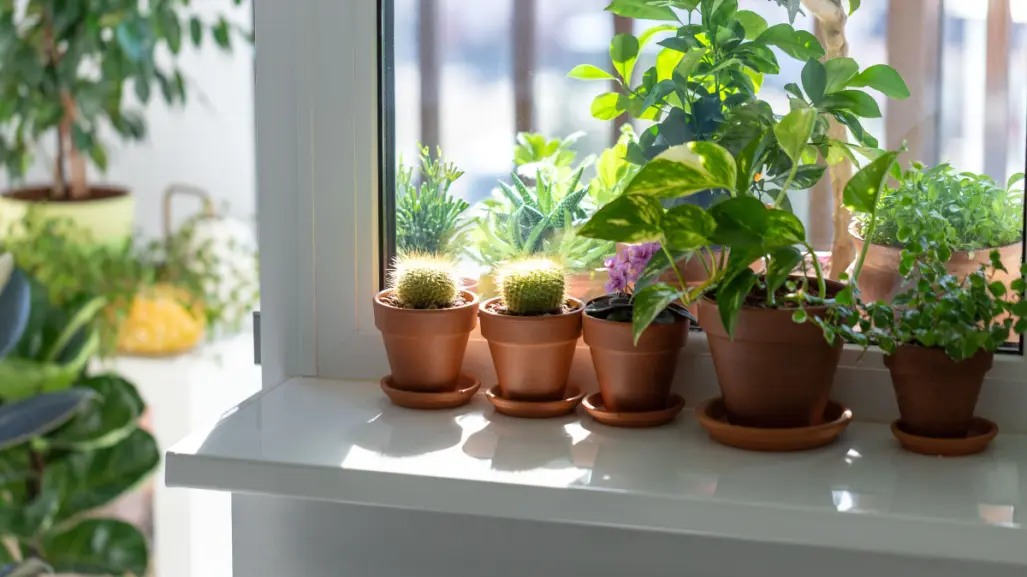 ¿Tienes plantas en macetas chicas? Este abono es perfecto para ellas