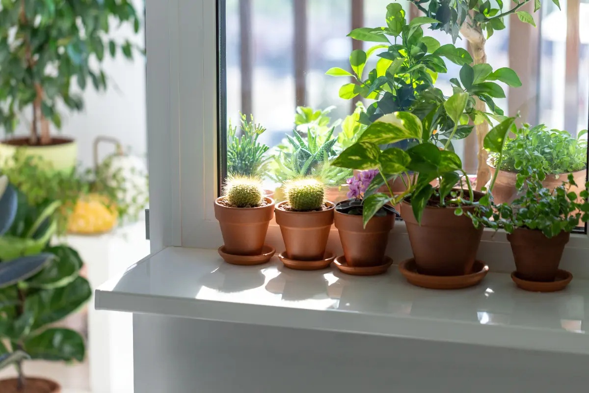 Cuidar plantas en macetas pequeñas es todo un arte que se enriquece con fertilizantes caseros y mucho amor por la naturaleza. Foto: Canva