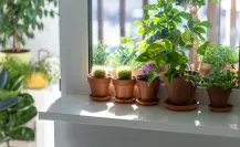 ¿Tienes plantas en macetas chicas? Este abono es perfecto para ellas