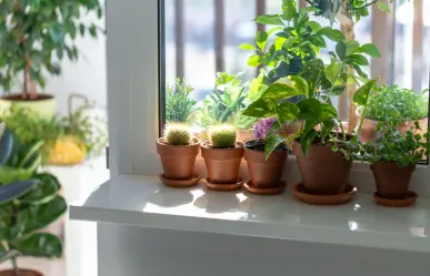 ¿Tienes plantas en macetas chicas? Este abono es perfecto para ellas
