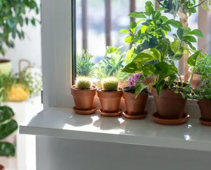 ¿Tienes plantas en macetas chicas? Este abono es perfecto para ellas