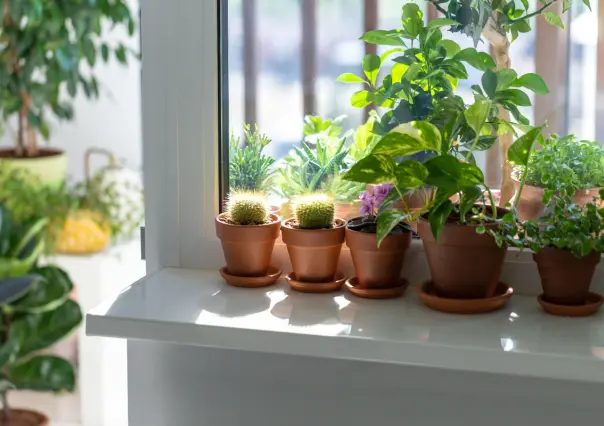 ¿Tienes plantas en macetas chicas? Este abono es perfecto para ellas