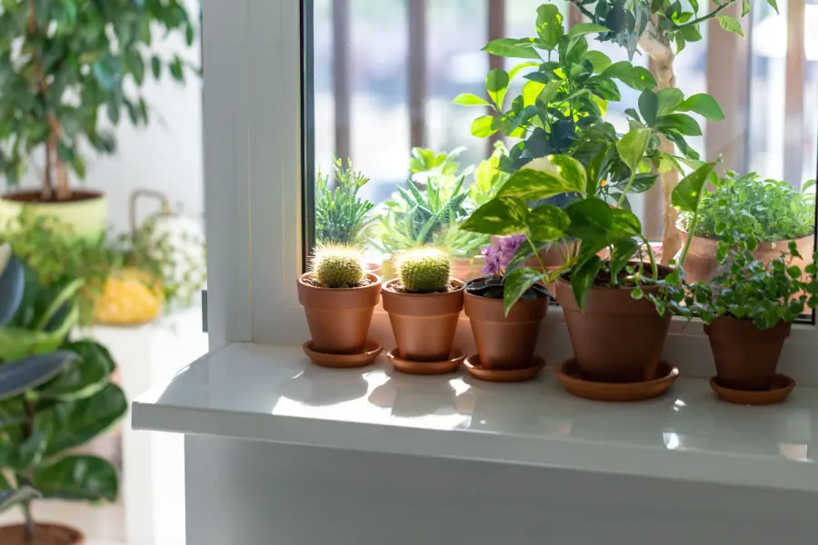 ¿Tienes plantas en macetas chicas? Este abono es perfecto para ellas