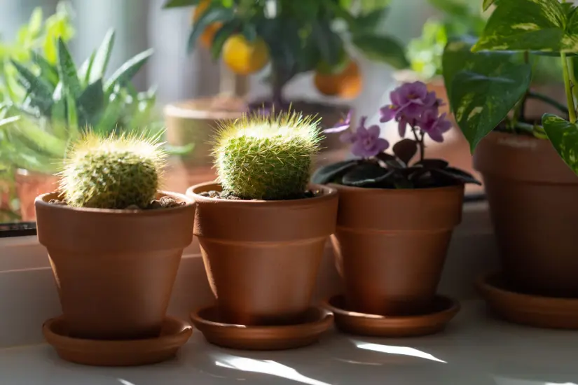 Las plantas en maceta pueden brillar con fuerza cuando reciben nutrientes naturales que las fortalecen desde la raíz hasta la hoja. Foto: Canva