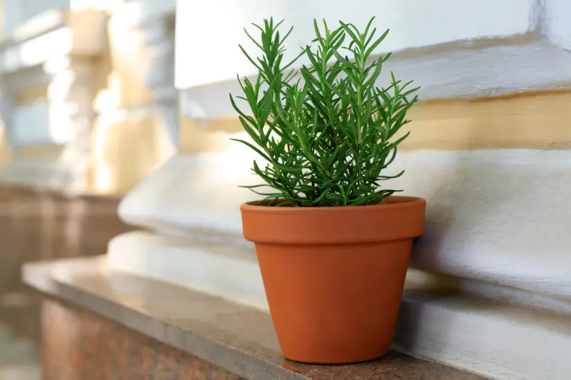 Macetas pequeñas no significan menos vida, al contrario, abren paso a un mundo botánico lleno de color y soluciones ecológicas. Foto: Canva