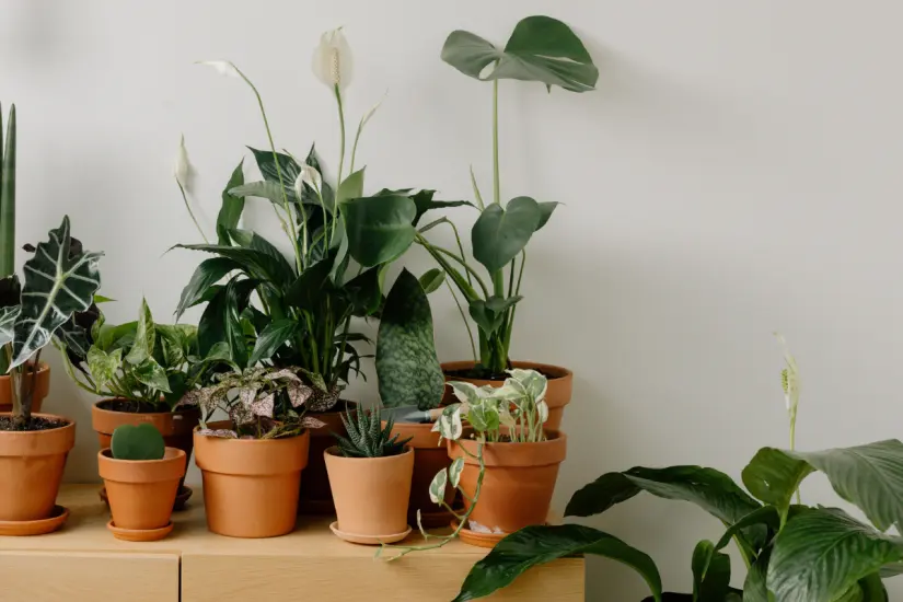 Con paciencia y abonos naturales, cualquier maceta pequeña se transforma en un refugio de vida y belleza sostenible en casa. Foto: Canva