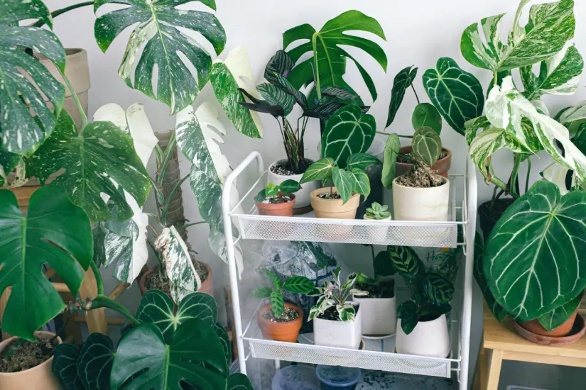 En la jardinería casera, las macetas pequeñas esconden secretos verdes que pueden florecer con abonos naturales y cuidados personalizados. Foto: Canva