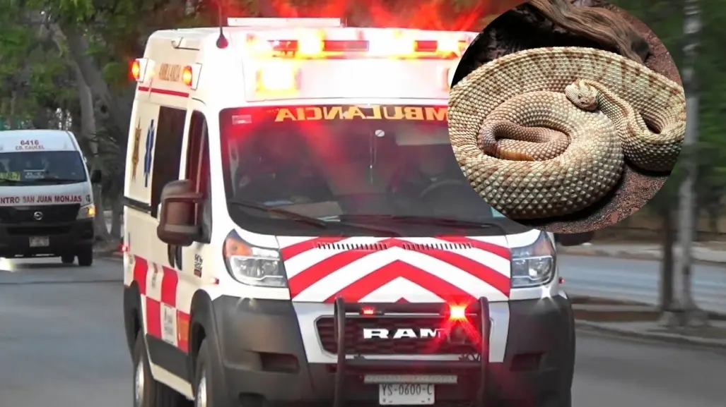 Termina en el hospital tras mordedura de peligrosa serpiente en Yucatán
