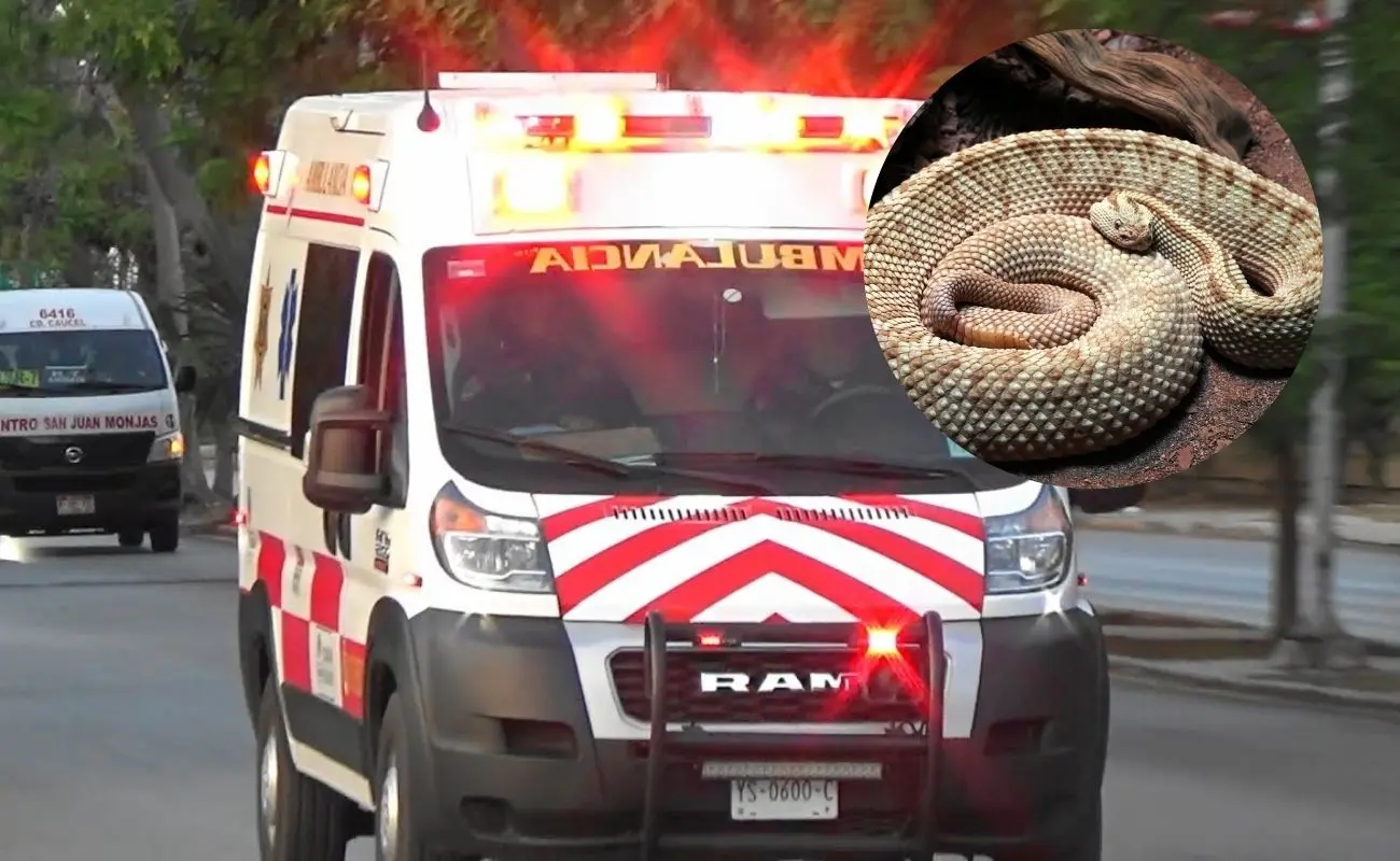 ¿Qué se sabe sobre el ataque de una cascabel en Conkal? Foto: Canva | SSP
