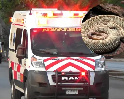 Termina en el hospital tras mordedura de peligrosa serpiente en Yucatán