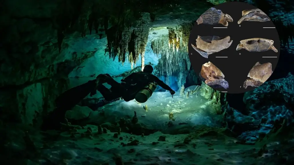 Descubren fósiles de animales marinos y nueva especie de pez en cenotes de Yucatán