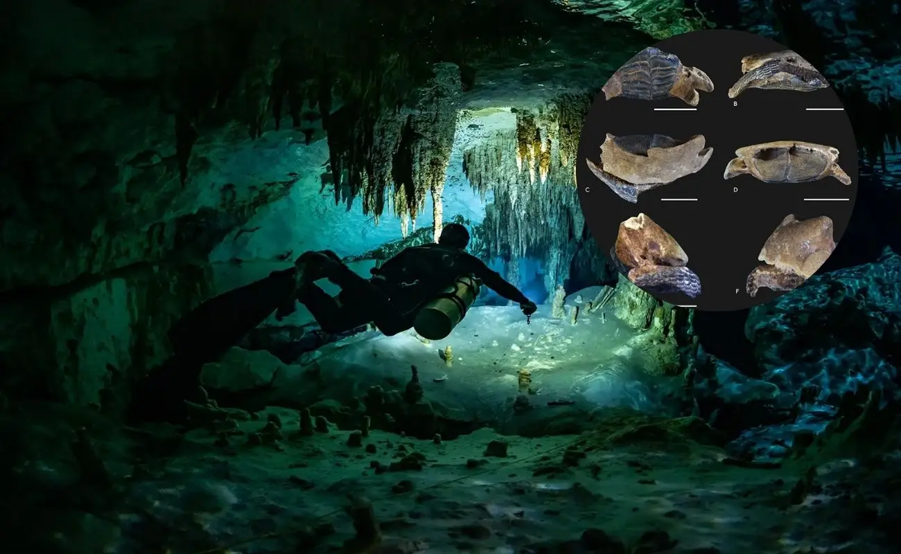 ¿Qué fósiles marinos se encontraron en los cenotes de Yucatán? Foto: UMAN | Canva