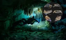 Descubren fósiles de animales marinos y nueva especie de pez en cenotes de Yucatán