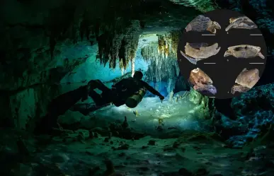 Descubren fósiles de animales marinos y nueva especie de pez en cenotes de Yucatán