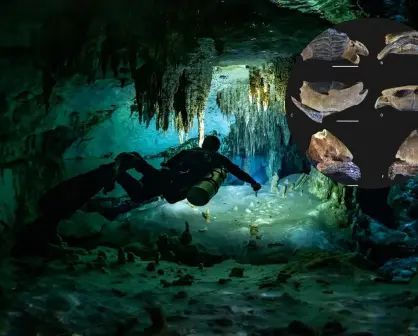 Descubren fósiles de animales marinos y nueva especie de pez en cenotes de Yucatán