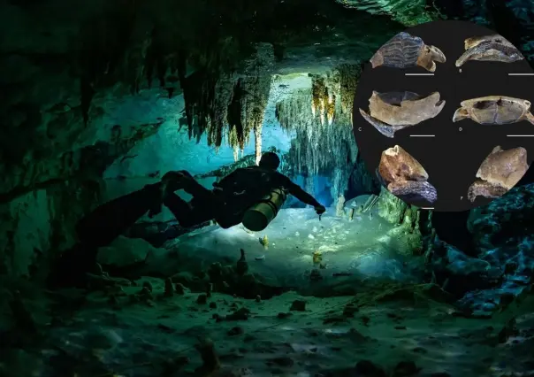 Descubren fósiles de animales marinos y nueva especie de pez en cenotes de Yucatán