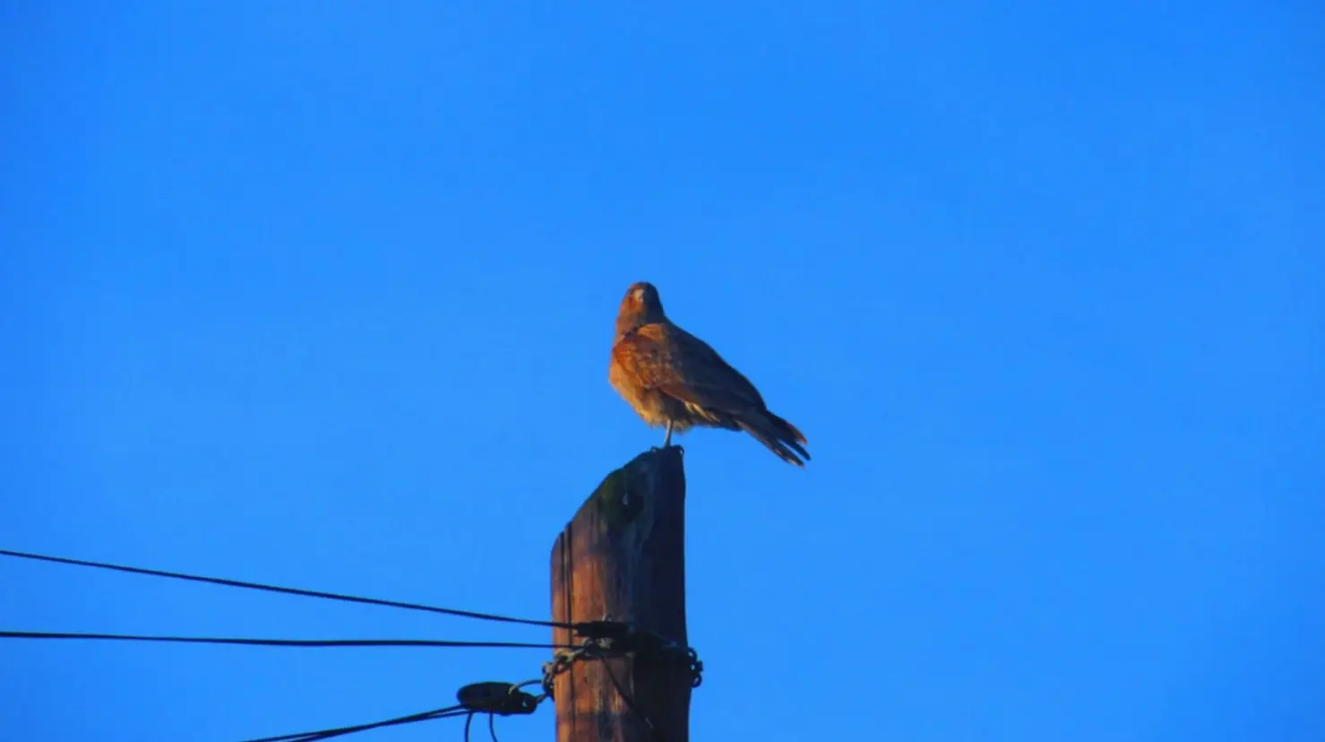 Foto: Pixabay | Conoce el ave nativa de Durango que fue nombrada según la coloración de su plumaje.