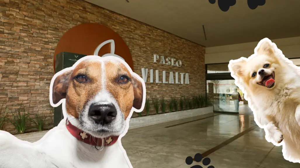 Adopta una mascota en Paseo Villalta, ¡esto necesitas saber!